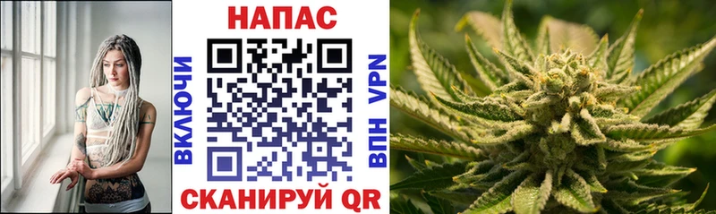 Конопля сатива  Сланцы 